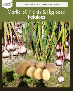 Garlic 50 Plants 1kg Seed Potatoes